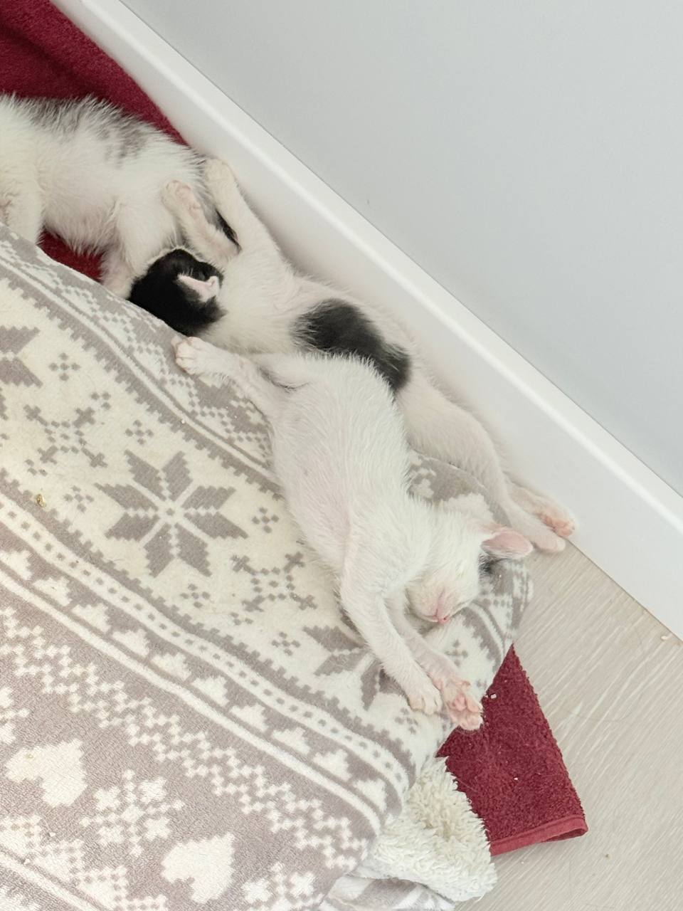 Кот Ван Дам