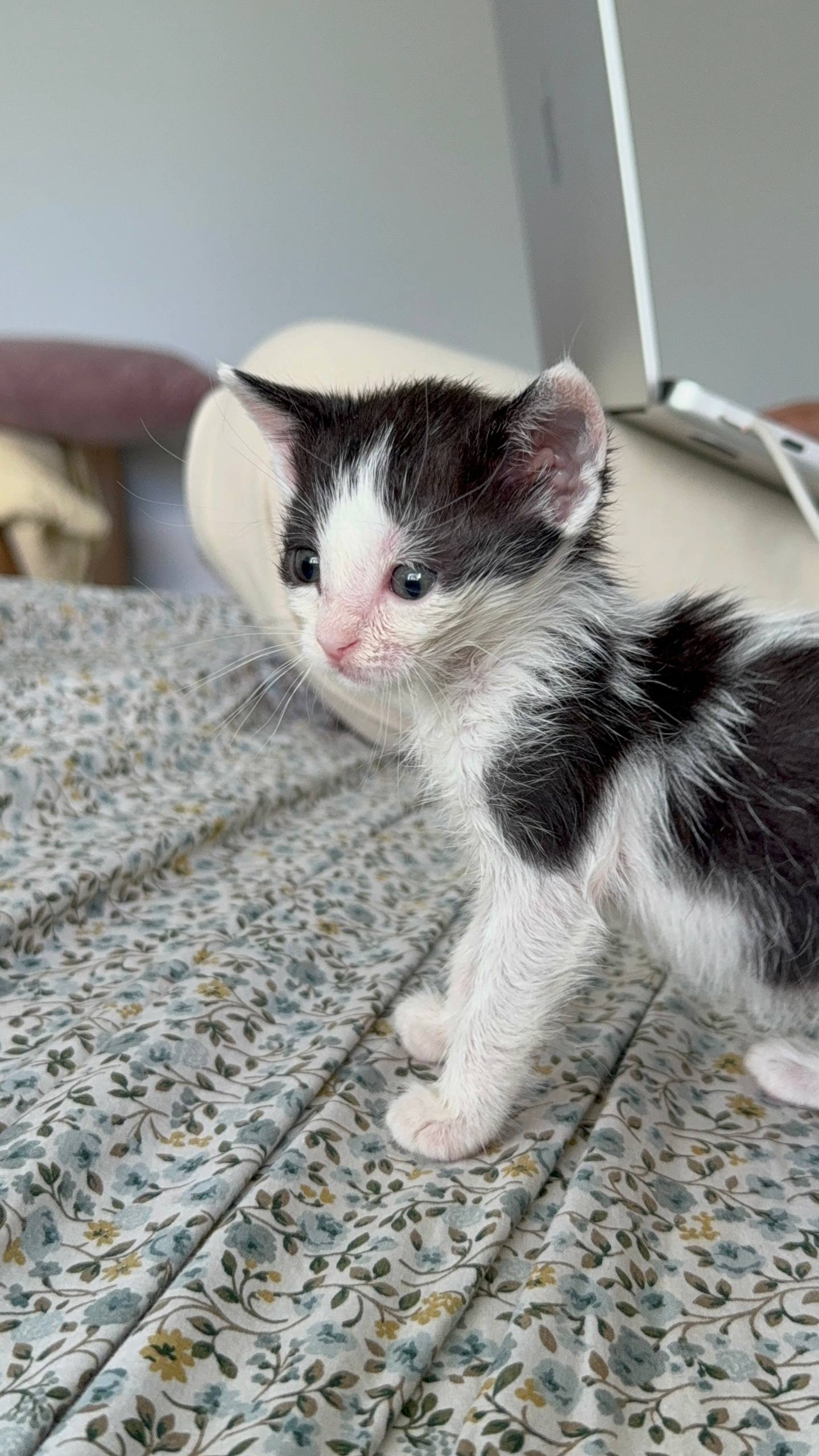 Кот Ван Дам